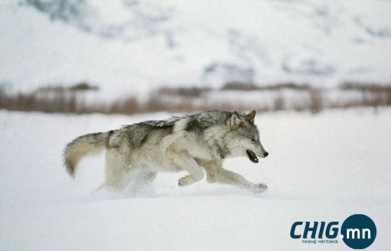 БОУАӨЯ: Саарал чоныг олноор нь устгаж, уралдаан зарлахгүй байхыг анхааруулж байна