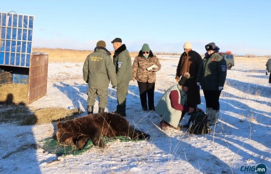 Увсын Тэс суманд орж ирсэн баавгайг амьдаар нь барьж, авран хамгааллаа