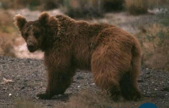 Говийн дархан цаазат газрын хамгаалалтын захиргааг 