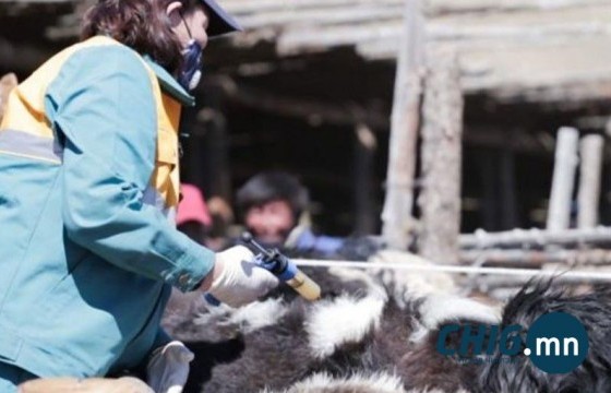Зайлшгүй вакцинжуулалтад мал, амьтнаа хамруулаагүй бол учирсан хохирлыг малчин хариуцна 
