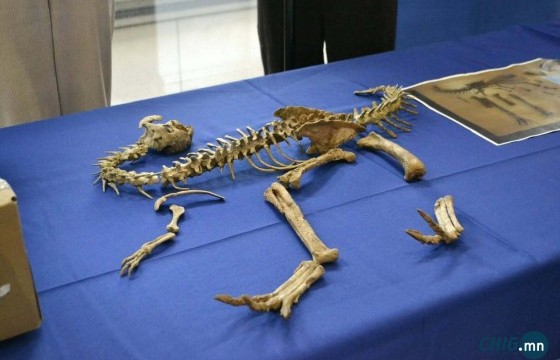 Монголын говиос олдсон 29 багц үлэг гүрвэлийн олдворыг Франц улс үнэ төлбөргүй 