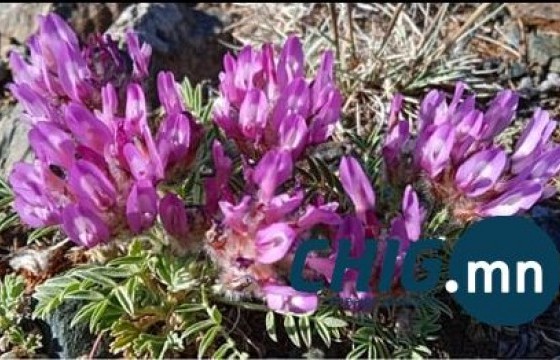 “Увсын хунчир” ургамлыг шинээр нээж, дэлхийд бүртгэлээ 