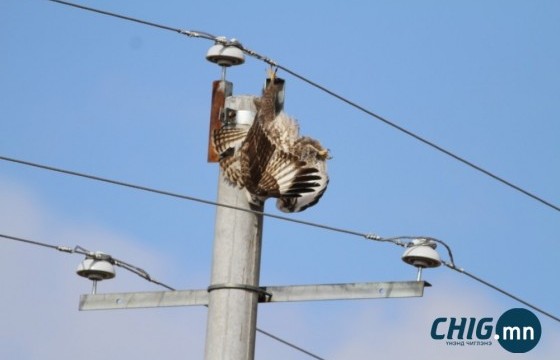 Чойрын өндөр хүчдэлийн шугам руу 206 махчин шувуу орж, энджээ 