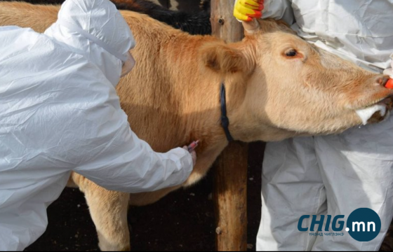 Төв аймгийн Баянжаргалан суманд шүлхий гарч, 8 өрхийг тусгаарлалаа 