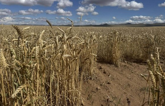 Ургац алдсан тариаланчдын зээлийг хойшлуулж, сунгахад шаардагдах ₮4,2 тэрбумыг төсвөөс гаргана 