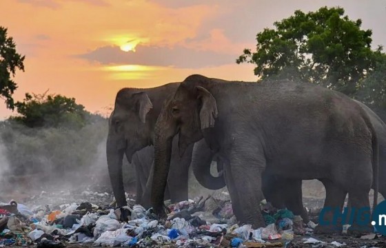Шри Ланкад зэрлэг зааныг шатаасан хэргээр гурван хүнийг баривчиллаа