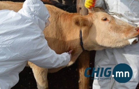 Малын эмч: Галзуу, эмнэг, халдвартай малыг эмчилдэг хүмүүсийнхээ цалинг өгөлгүй он дуусгалаа 