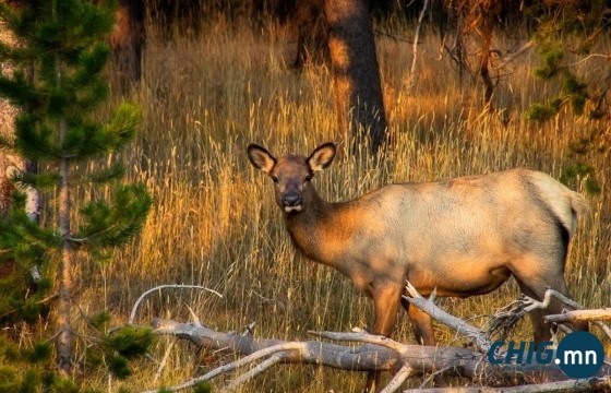 Нийслэл рүү орж ирсэн 188 амьтныг байгальд нь эргүүлэн тавьжээ 