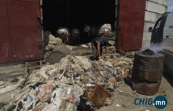 Ямааны арьсыг зах зээлийн үнээс доогуур зумалж байгаа ААН-үүдэд хариуцлага тооцно 