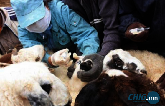 Малын эмч нар төв талбайд жагсах гэж байна