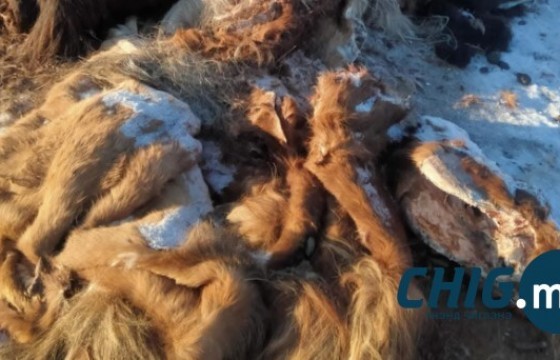 Хурдан удмын долоон адууныхаа арьс, толгойг олжээ 