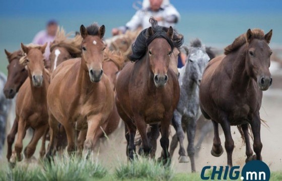 Аутизм, сэтгэл түгшилт, донтолтыг тэвчих морин засал хийнэ 