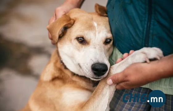 Нидерланд гудамжны нохойгүй болсон дэлхийн анхны улс боллоо