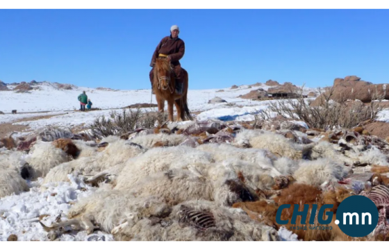 Зудын эрсдэлээс сэргийлж, малчдад нөхөн төлбөрийг нэг удаа урьдчилж олгоно 