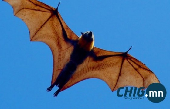 ДЭМБ: Нипах вирус тархах эрсдэл бага, аялал, худалдаанд хязгаарлалт хэрэггүй