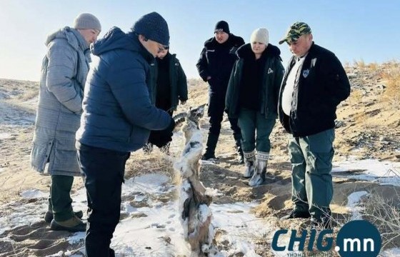 Сэг зэмээс хулгайн ан болохыг тогтоожээ 