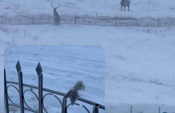 Хашаанд  нь буга сүлбүүлж амь эрсэдсэн компанийн газрын эрхийг цуцалж, торгууль ногдуулна 