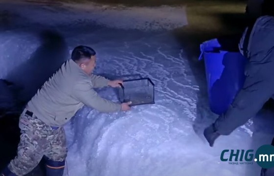 Сэлбээс гурван төрлийн загасыг зөөвөрлөж, Туул голд тавьлаа 