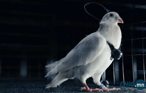 ОХУ амьд тагтааг дрон болгон ашиглана