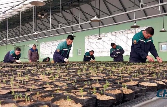 Зэвсэгт хүчнийхэн өвлийн хүлэмжид заг амжилттай үрслүүллээ 