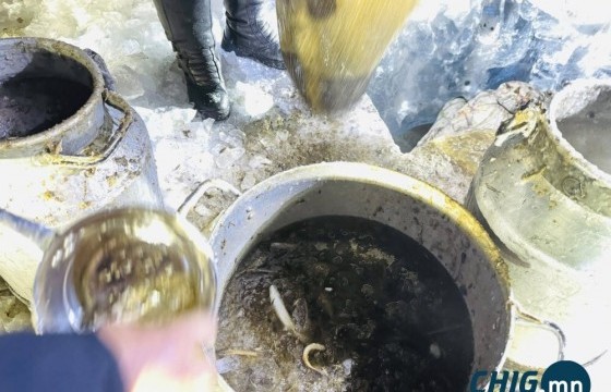  Богдын голын загасыг Чигэстэйн харзанд нүүлгэн шилжүүллээ 