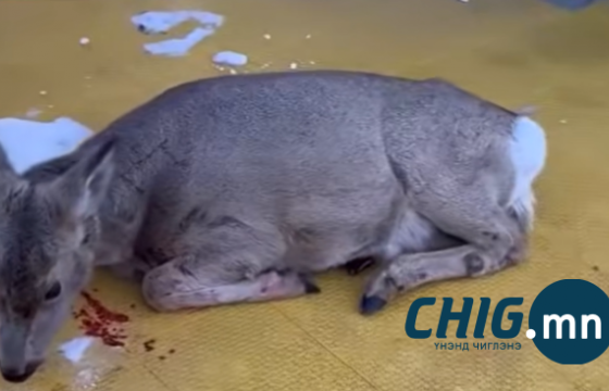 Иргэдийн уухайлах чимээнээс айсан гөрөөс хотхон руу орж иржээ 