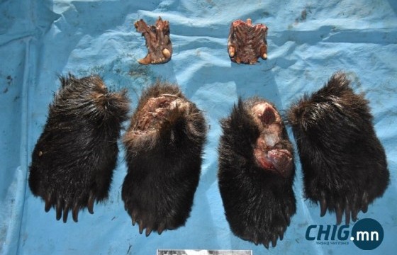 Хүрэн баавгай агнасан иргэнийг ₮5,4 саяар торгож, ₮24,9 саяыг нөхөн төлүүллээ 