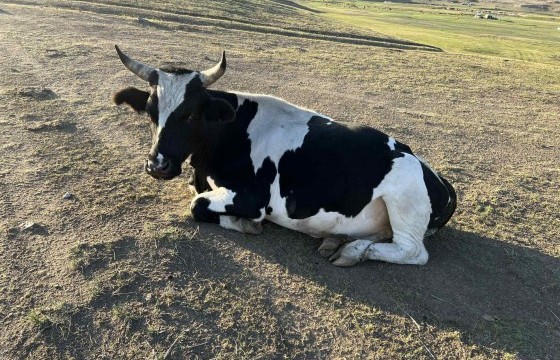 Үхрийн үнэ ₮300 мянгаар өсжээ 