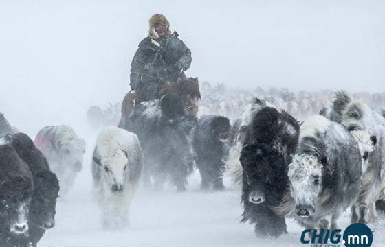 9 аймагт цас орж, цасан шуурга шуурч байна