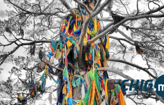 Модонд хадаг уях биш уясныг тайлж авах нь буян болно 