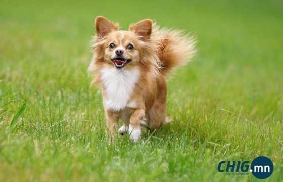 Нохойноос айж зугтахдаа гэмтсэн эмэгтэйд 1,500 еврогийн нөхөн төлбөр олгоно