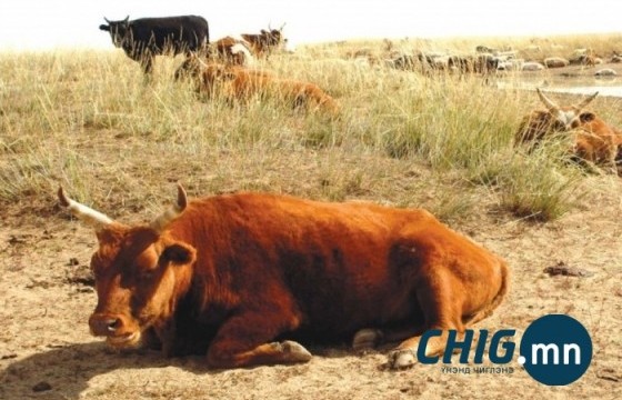 Сэрэмжлүүлэг: Төв аймагт шүлхий өвчин гарлаа 