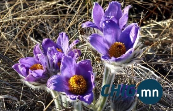 Дөрөвдүгээр сарын 5 хүртэлх цаг агаарыг танилцууллаа 