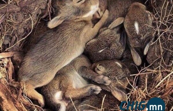 ЭЦА: Өнжмөл өвсөө битгий шатаагаарай, бүжингүүд унтаж байдаг юм шүү