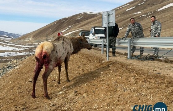 Чононд хазуулсан бугыг аюулгүй бүсэд шилжүүллээ 