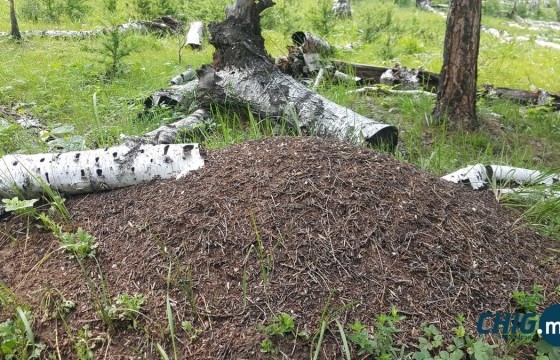 Амьтан судлаачийн шоргоолж зөв хооллох зөвлөгөө 