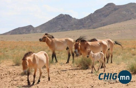 Хомын талын тахь өсөж, 150 толгой боллоо 