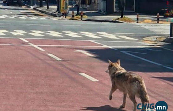 Тэжон хотод оргосон чоныг 300 хүн гурав дахь өдрөө хайж байна