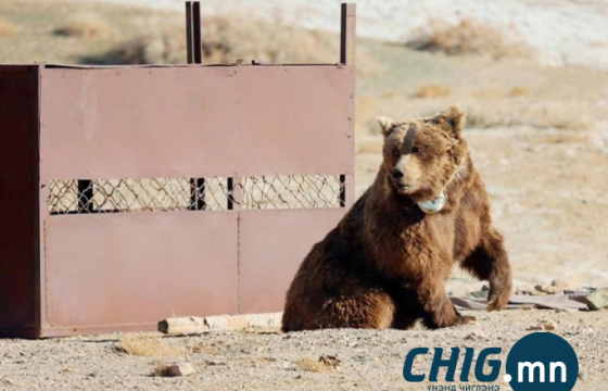 Мазаалай баавгайд сансрын дохиолол бүхий хүзүүвч зүүлээ