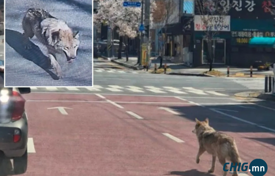 Амьтны хүрээлэнгээс оргосон чоныг 9 хоногийн дараа барьжээ