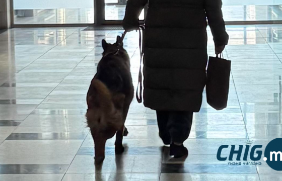 Нохой нь хүүхэд руу дайрахад 