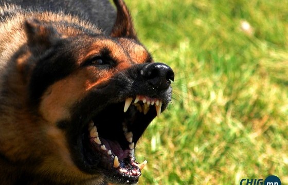 Говьсүмбэрт 3 настай хүүхдийг нохой хазжээ 