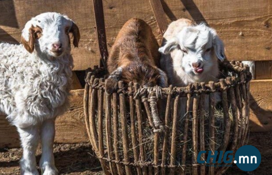 Улсын хэмжээнд мал төллөлт 50.4 хувьтай үргэлжилж байна