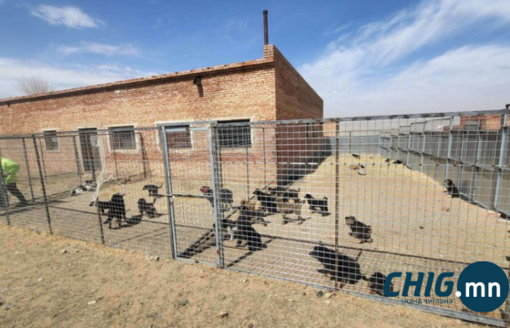 “Эзэнгүй нохой, муур түр асран хамгаалах байр”-ыг өргөтгөхөөр болжээ