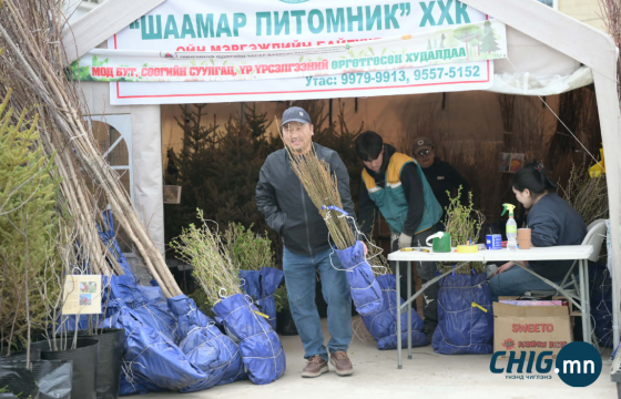 Нийслэлийн 4 байршилд мод бут, сөөгийн суулгац, үр үрслэгээний өргөтгөсөн худалдаа гарч байна