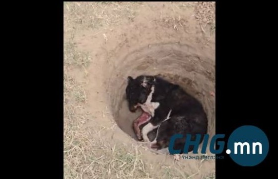 Модны нүхэнд үхсэн нохой хийсэн асуудлыг шалгаж байна 