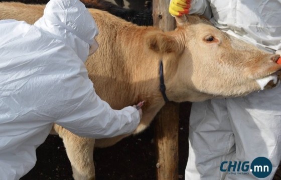 Баян-Өлгий аймгийн хоёр сумд малын гоц халдварт өвчин гарч, хорио цээрийн дэглэм тогтоолоо