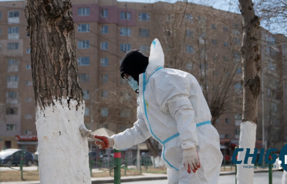 Зөвлөгөө: Модоо хүйтнээс хамгаалж шохойдох заавар 