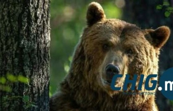 Сэлэнгийн Цагааннуурт баавгай, чоно элбэгшиж байна 
