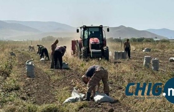 Цочир хүйтрэхээс урьтах гэж цэргүүдээр ногоо хураалгаж байна 